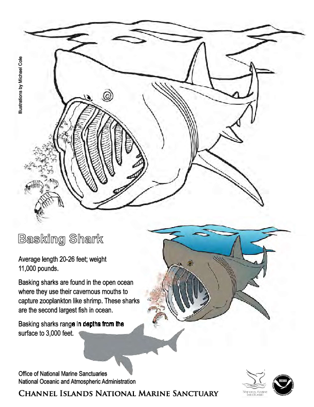 basking_shark_coloring_page